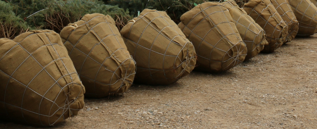 Trees in baskets and burlap photo